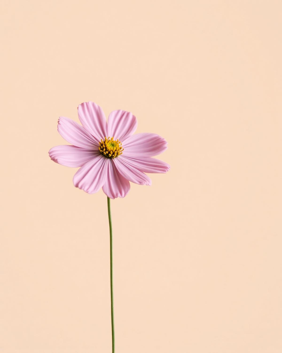 A single cosmos flower
