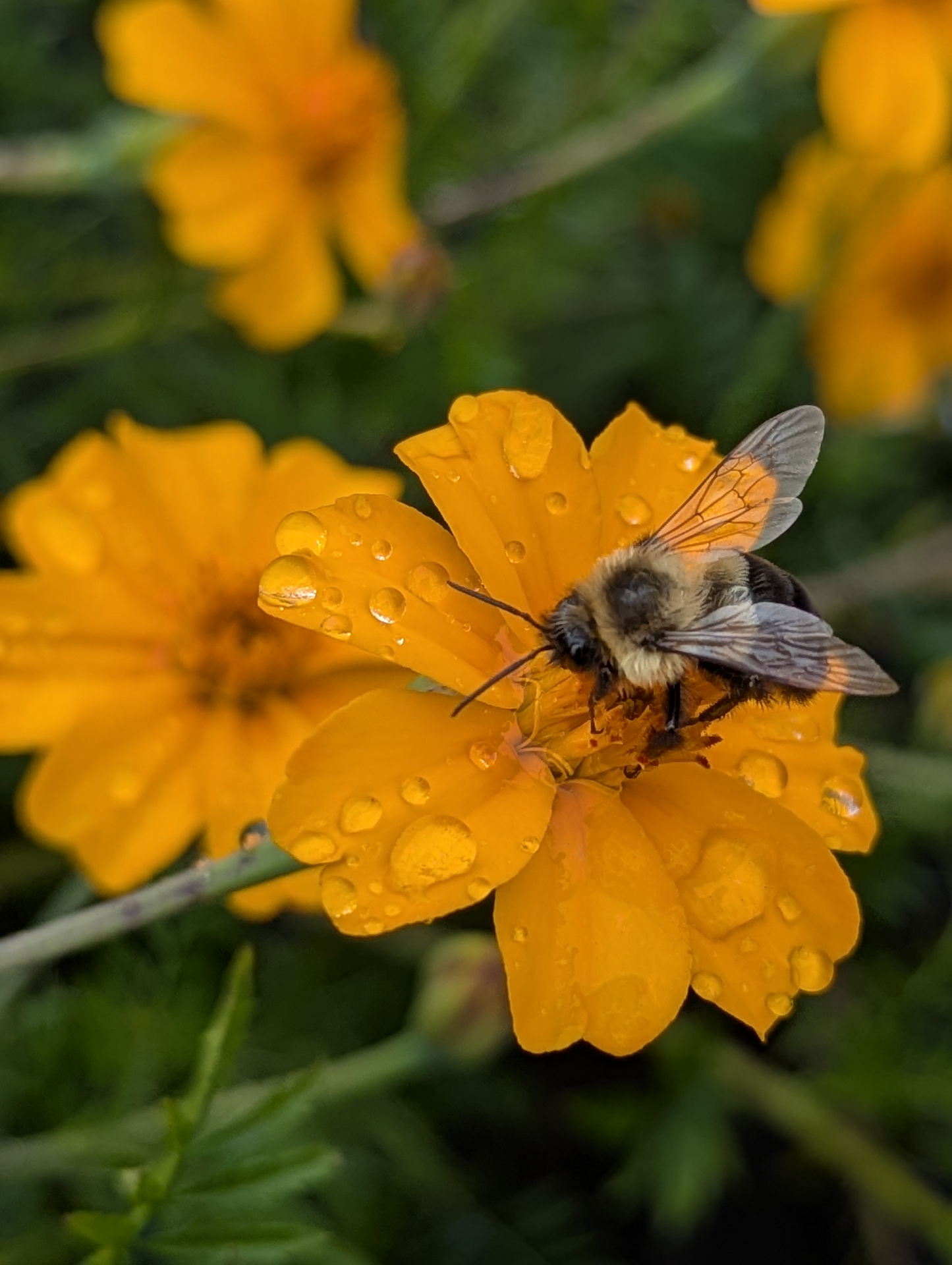 A bumblebee on a rain-soaked marigold