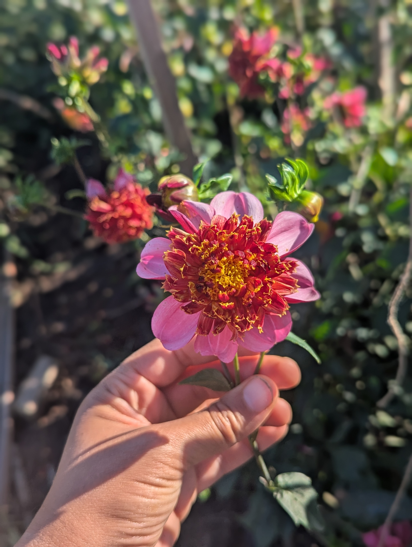 A pink dahlia held up in the field