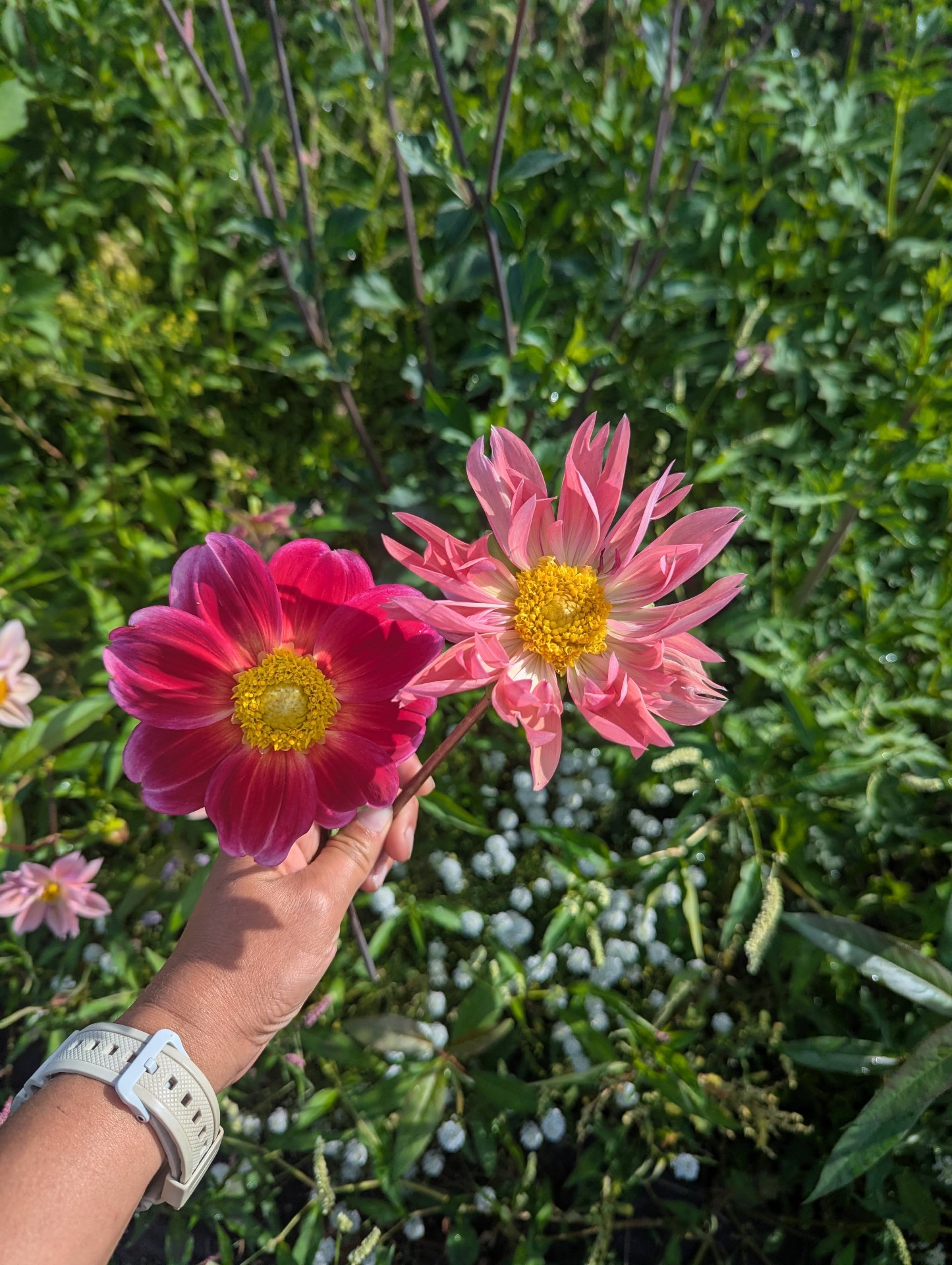 Two dahlias — magenta and coral — held up against the field