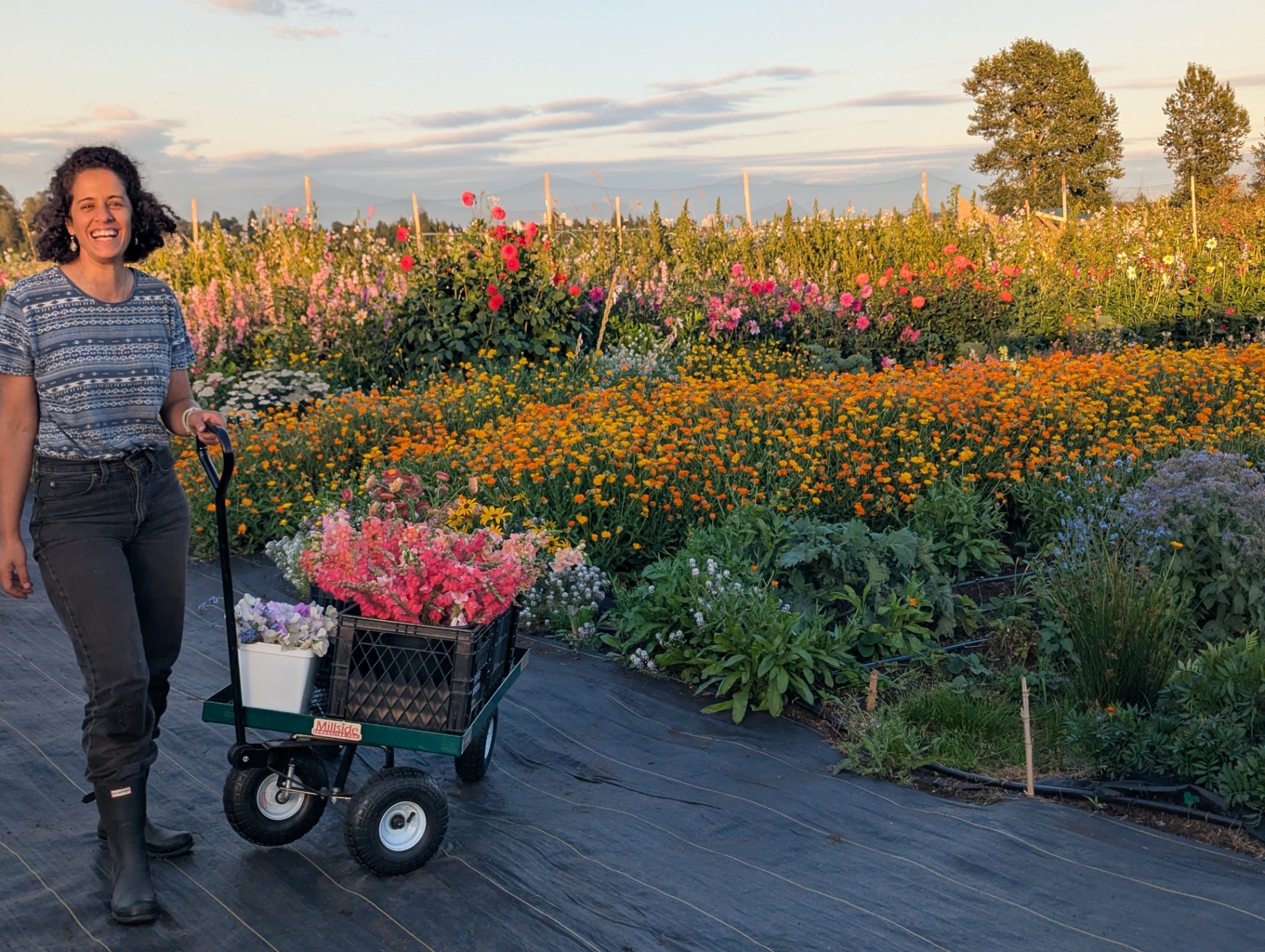 Imene with a garden cart full of snapdragons at sunset