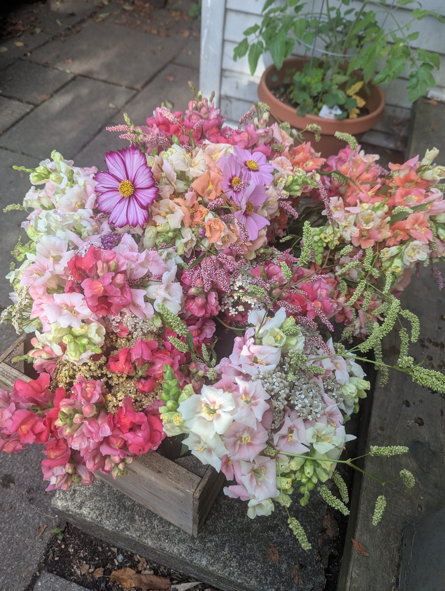 A wooden crate overflowing with snapdragons, cosmos and yarrow