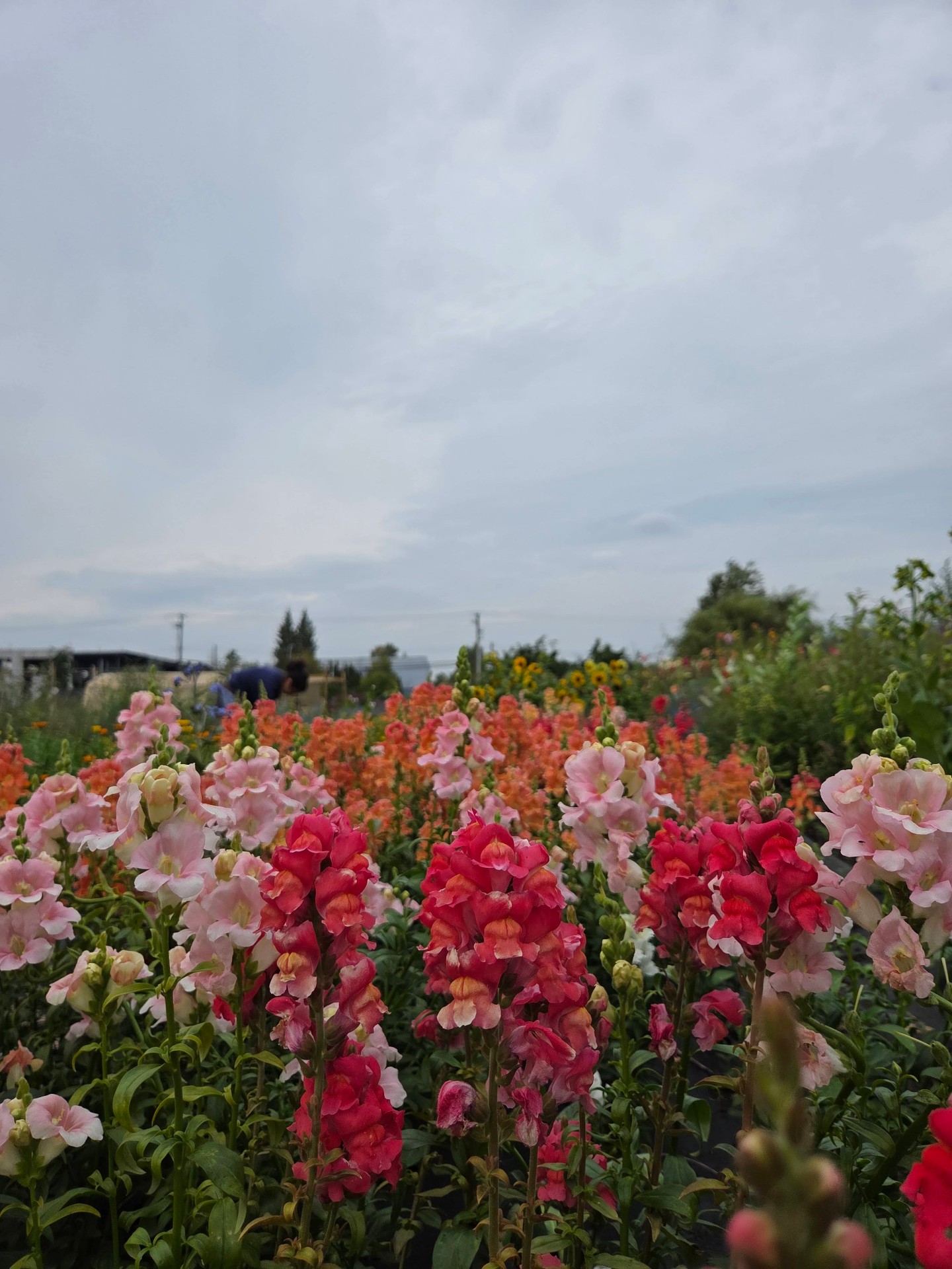 Rows of pink and coral snapdragons under a soft Vancouver sky