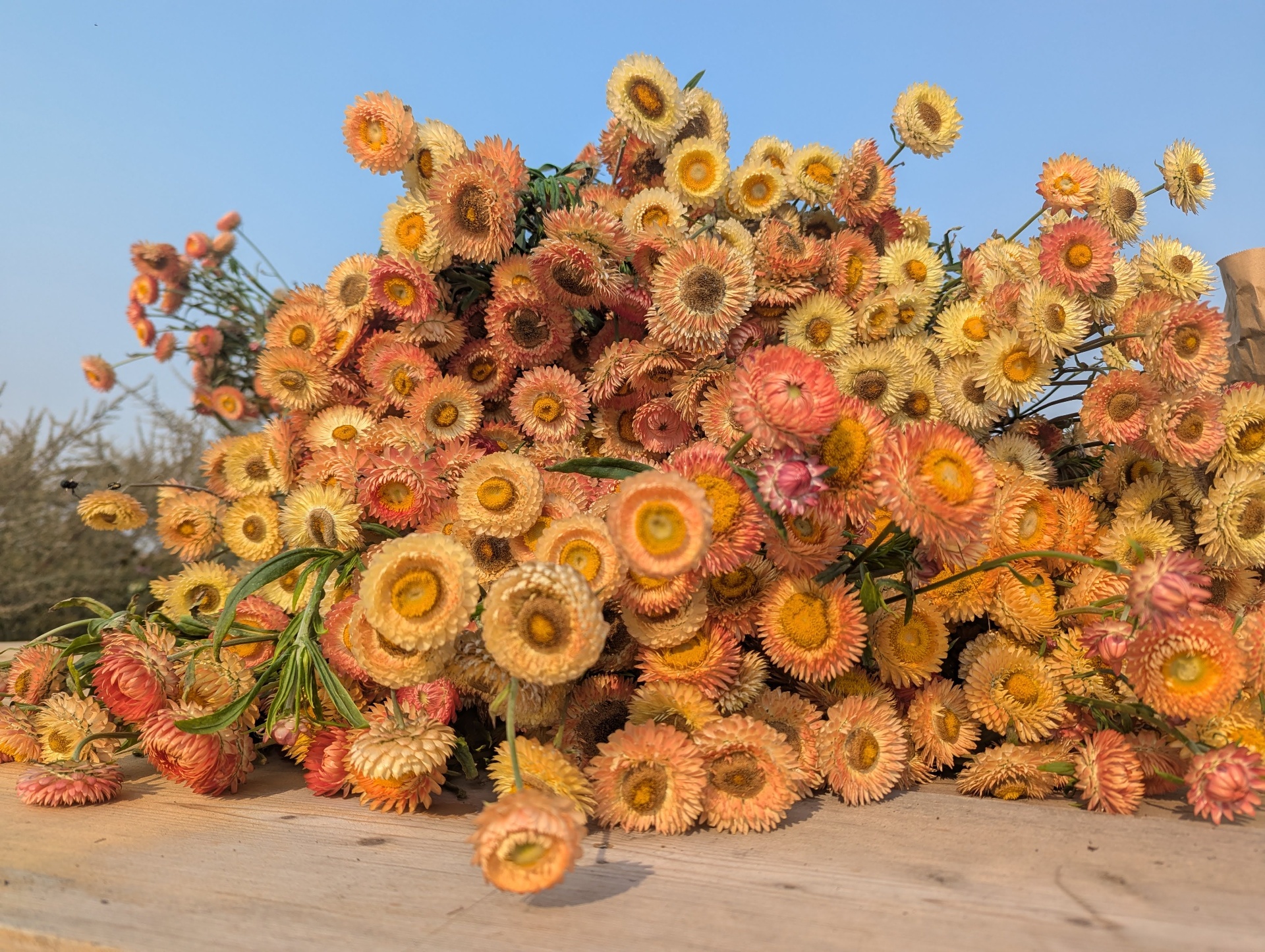 A heap of peach and butter-yellow strawflowers drying in the sun
