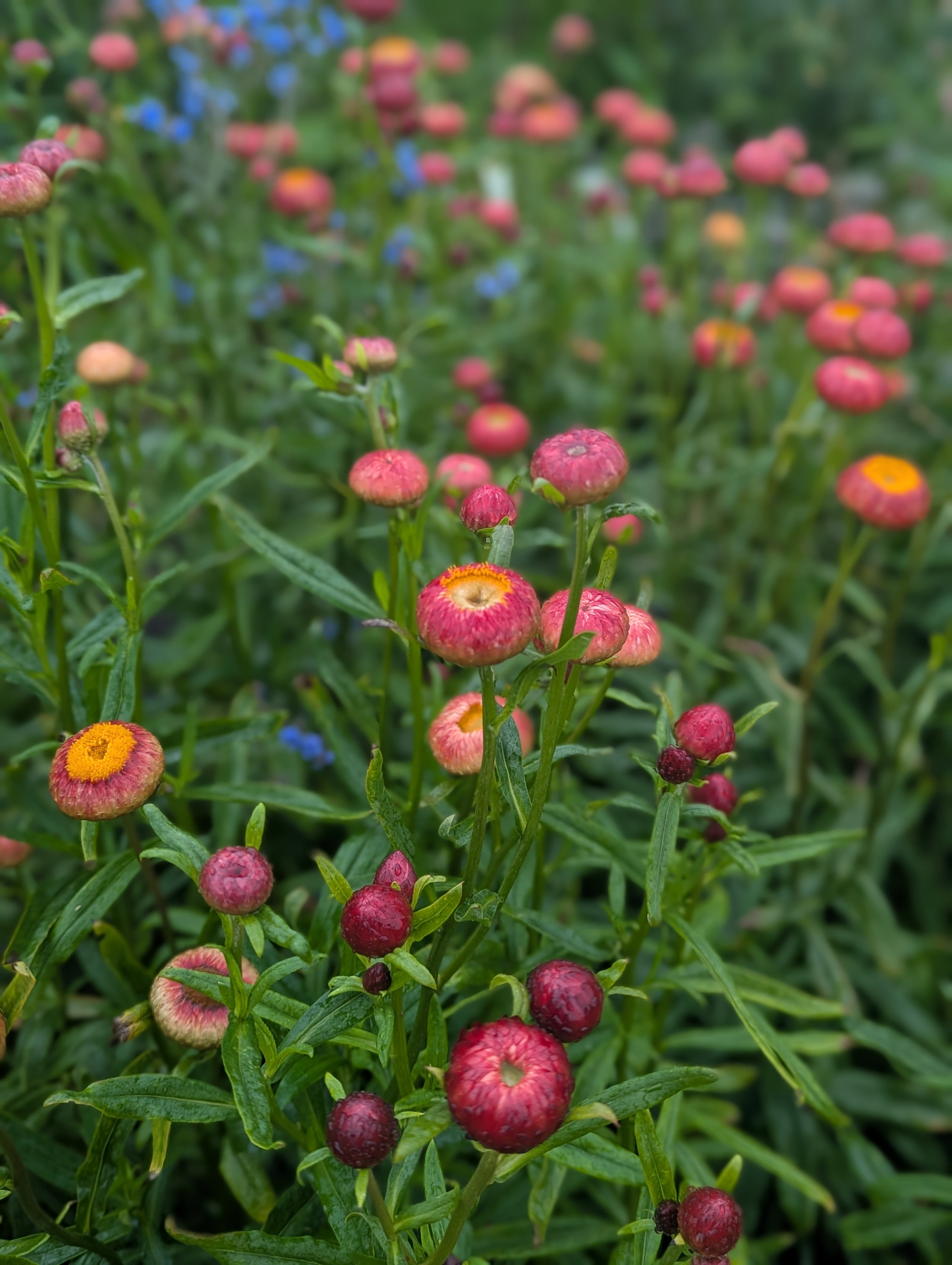 Pink strawflowers and blue forget-me-nots in the field