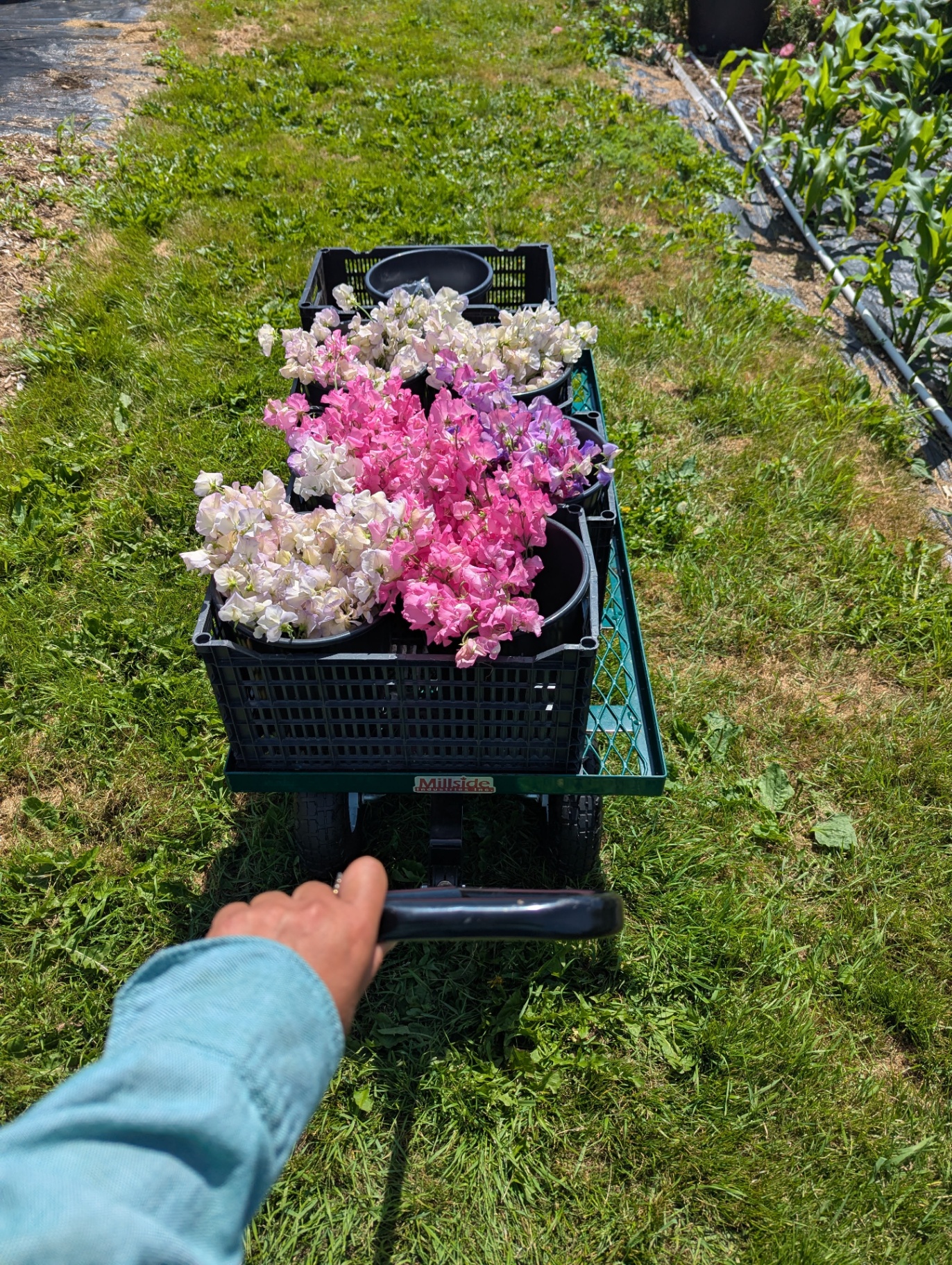 A garden cart full of freshly cut pink and white sweet peas