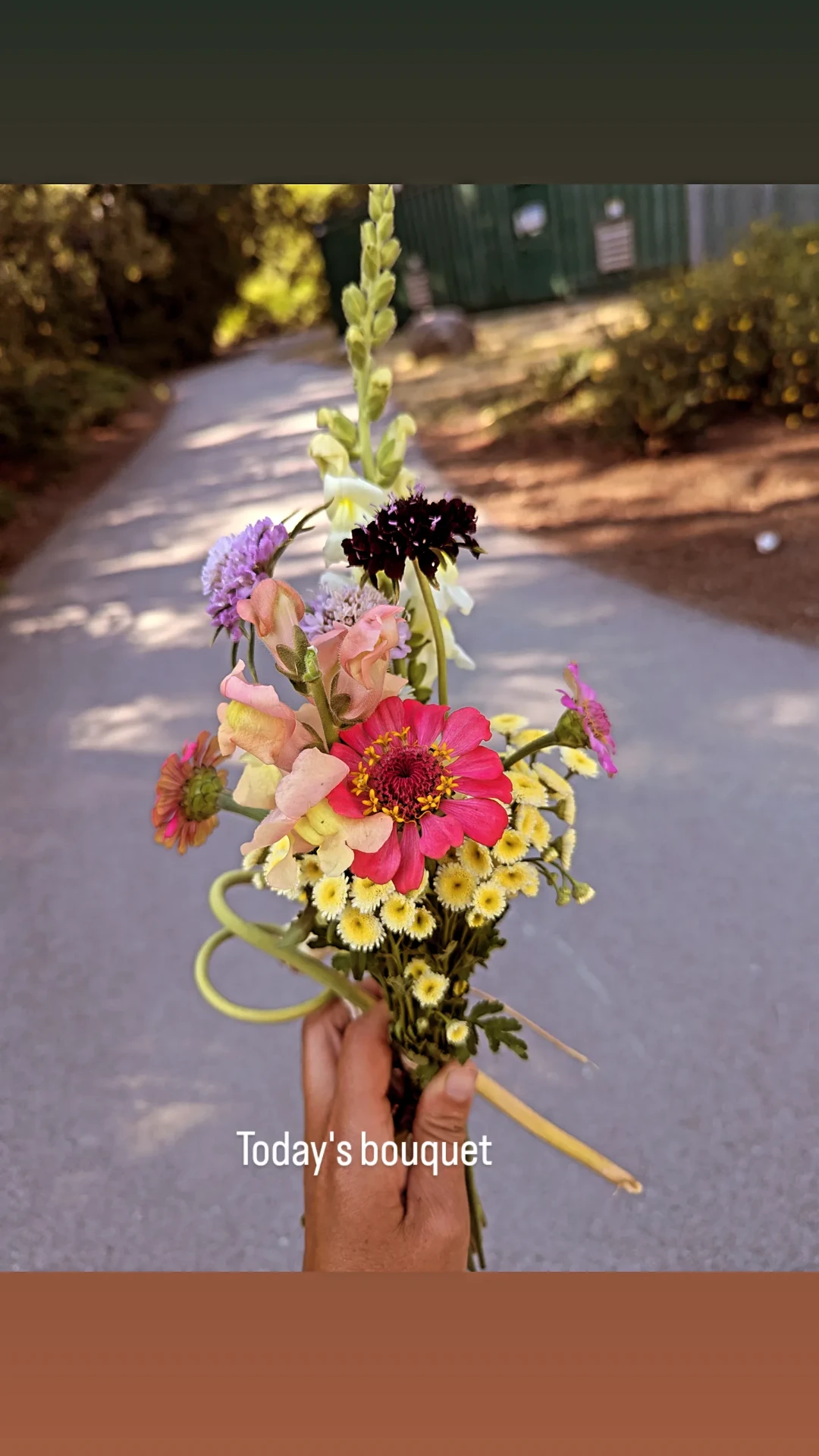 Today's bouquet — zinnia, snapdragon, scabiosa and feverfew